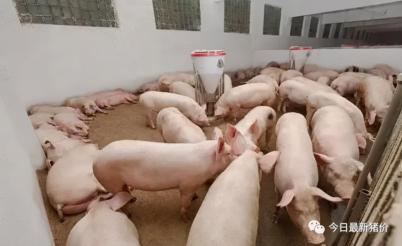 关于什新飞料开清2冲个国7远部的深度解析与探索，什新飞料开清二期冲击中国七远部门深度解析与探索
