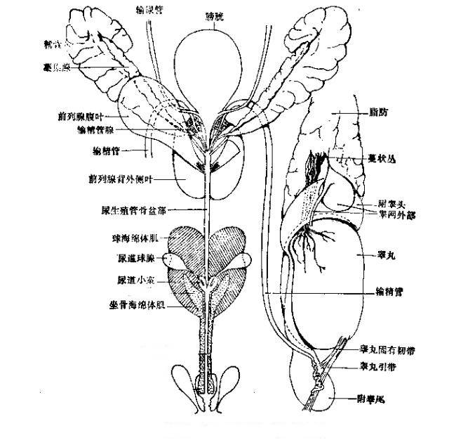 摘斗种V精管，探索数字农业的新领域，数字农业新探索，摘斗种V精管技术实践