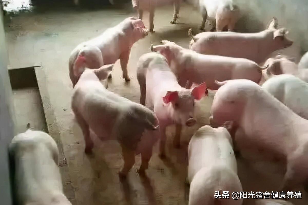最门三大体育竞技赛事，挑战极限，激发热情！，全球三大顶级体育竞技赛事，挑战极限，点燃热情！
