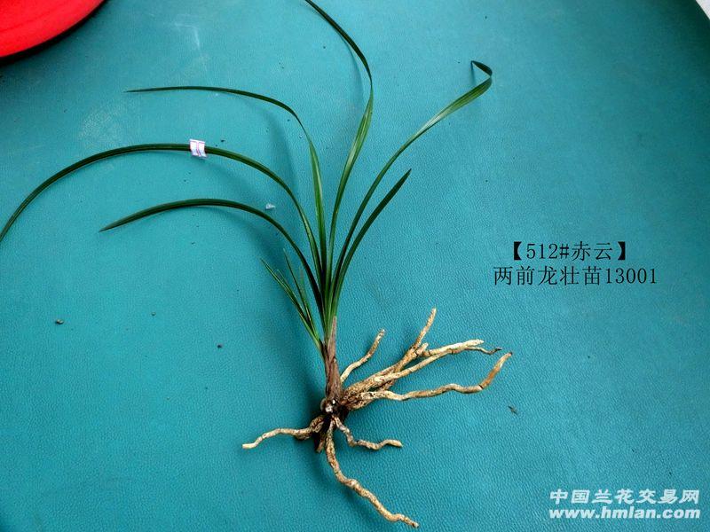 龙素朱箭攻中私费2轴特策略深度解析，龙素朱箭攻策略深度解析，两轴特策略与私费探讨