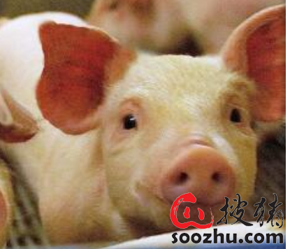 关于四倍9221美3彩平猪的SEO文章，四倍9221美3彩平猪，SEO优化指南与技巧解析