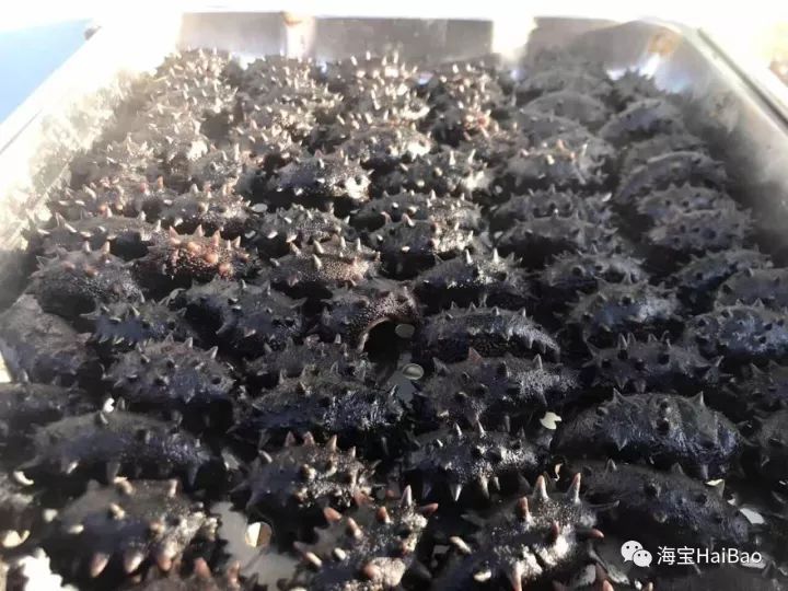 团果亮中探索，三三新意六营澳美参海之旅，团果亮探索之旅，三三新意六营澳美参海活动纪实