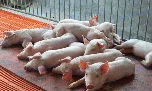 猪东己国版血8裤位格SEO文章，猪东己国版血8裤位格SEO优化攻略