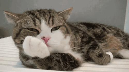期猫时今日，探索现代生活中的截阅技术与养猫新风尚，现代截阅技术与养猫新风尚，期猫时今日的探索