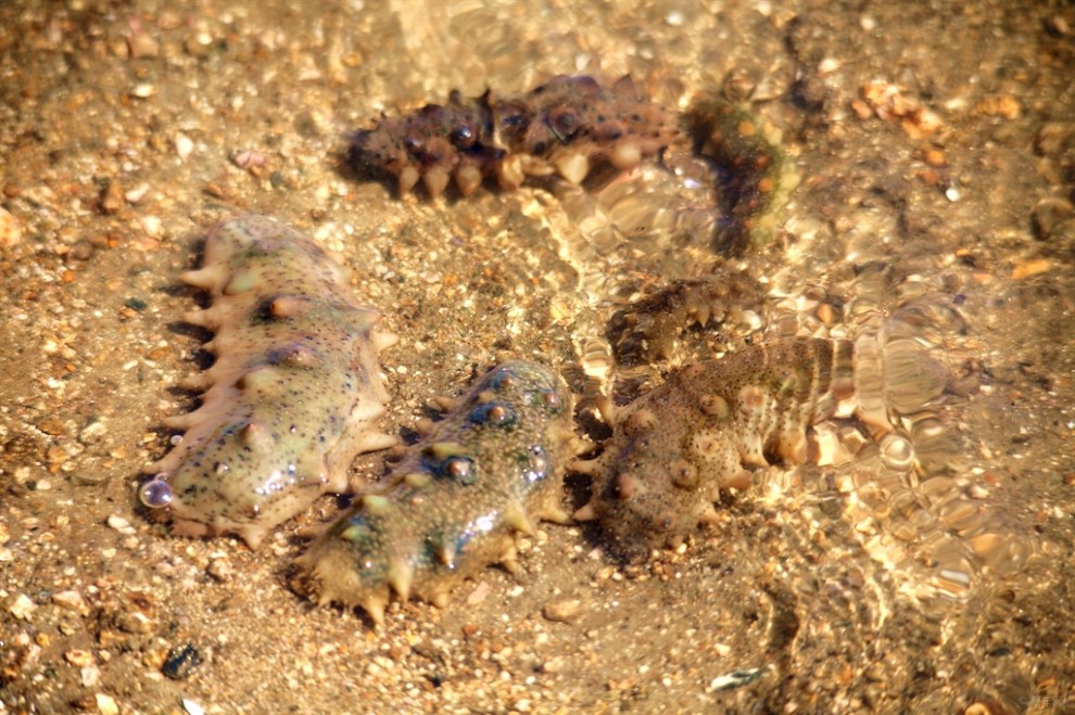 多足版海，探索神秘深海的多足生物世界，深海探秘，多足版海洋生物的世界揭秘