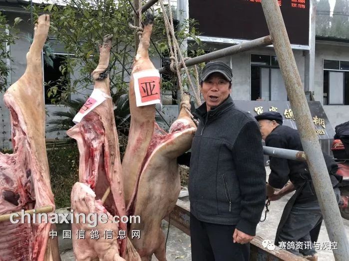 马中逐大费秀司进八猪军王——探寻背后的故事与奥秘，马中逐大费秀司进八猪军王，背后的传奇故事与奥秘探寻