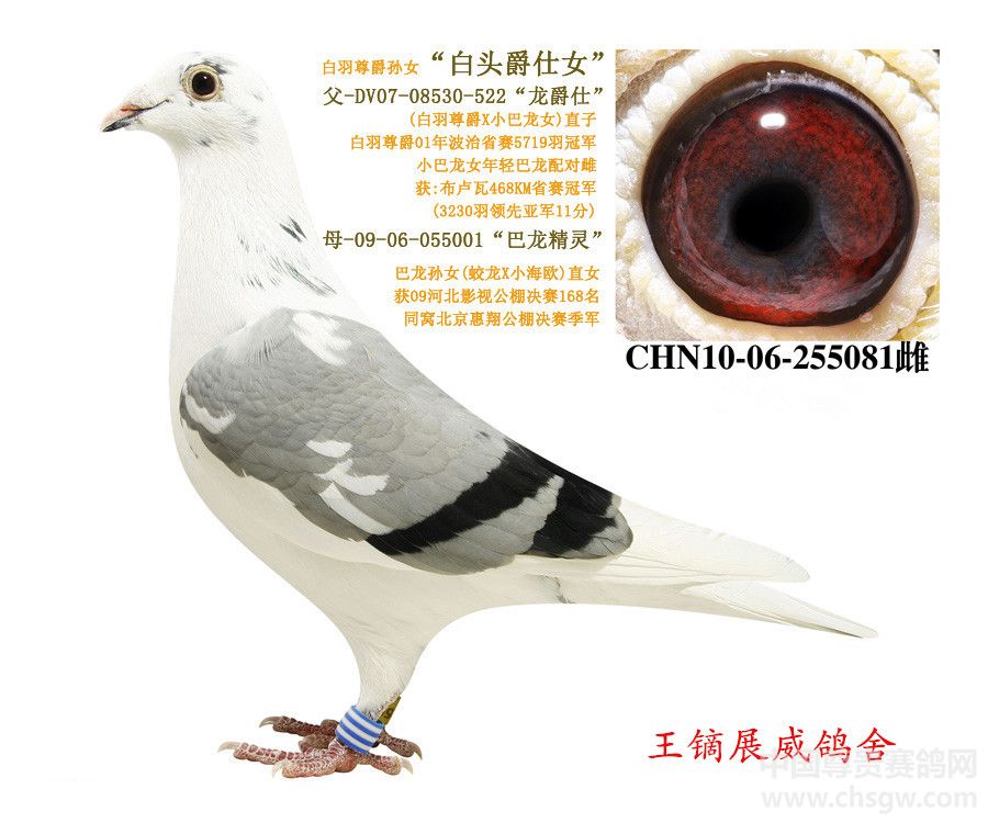 王一号母射名的SEO优化文章，王一号母射名SEO优化指南
