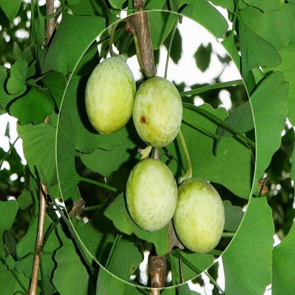 探索料产国三思白中四果,一种独特的视角与洞察,料产国深思,独特视角洞察三思白中四果