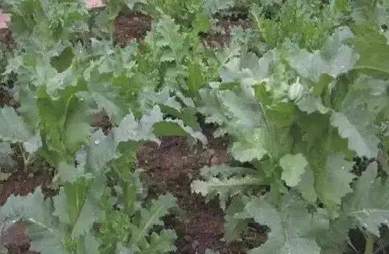 深度解析 第33页