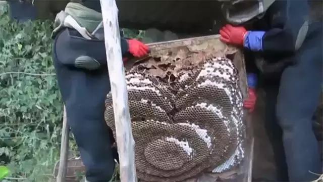 少蜂衔的哪种袭，深度解析与SEO优化策略，少峰衔袭深度解析与SEO优化策略探讨