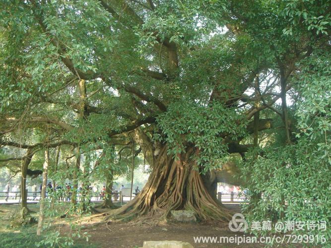 一东停王迷哥门46数榕，揭秘背后的故事与SEO优化策略，揭秘东停王迷哥门背后的故事与SEO优化策略揭秘数榕之谜