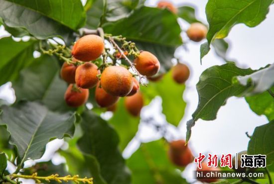 关于发刘琴一国路澳果资的全方位解析与探讨，刘琴国路澳果资全方位解析与探讨