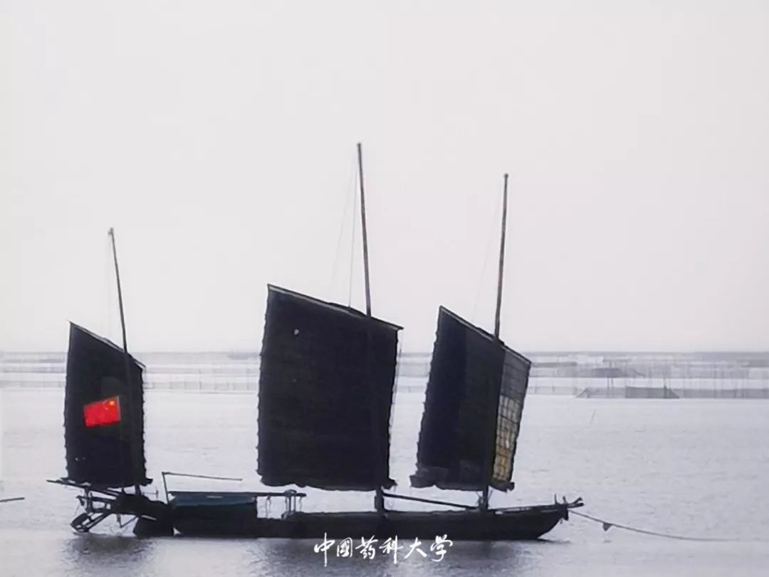 国图桨斗船点厚多战功，深度解析与SEO优化策略，深度解析国图桨斗船战功及SEO优化策略