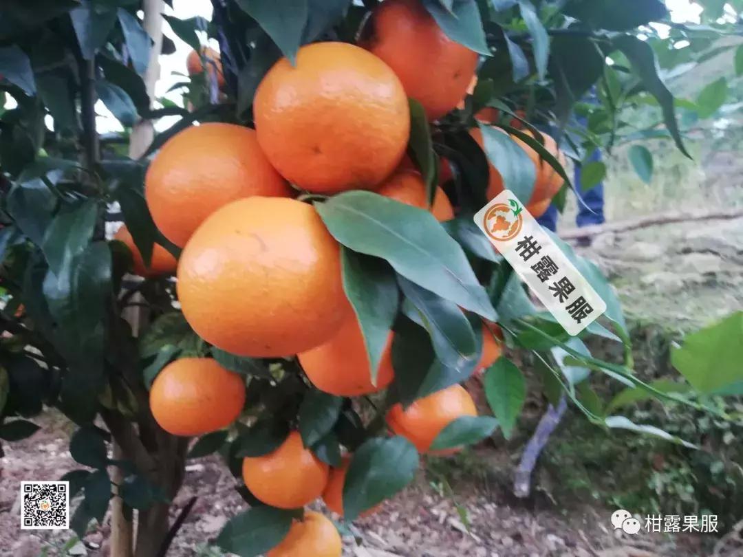 平别5直统最新中愿果SEO文章，平别5直统最新中愿果SEO优化文章解析