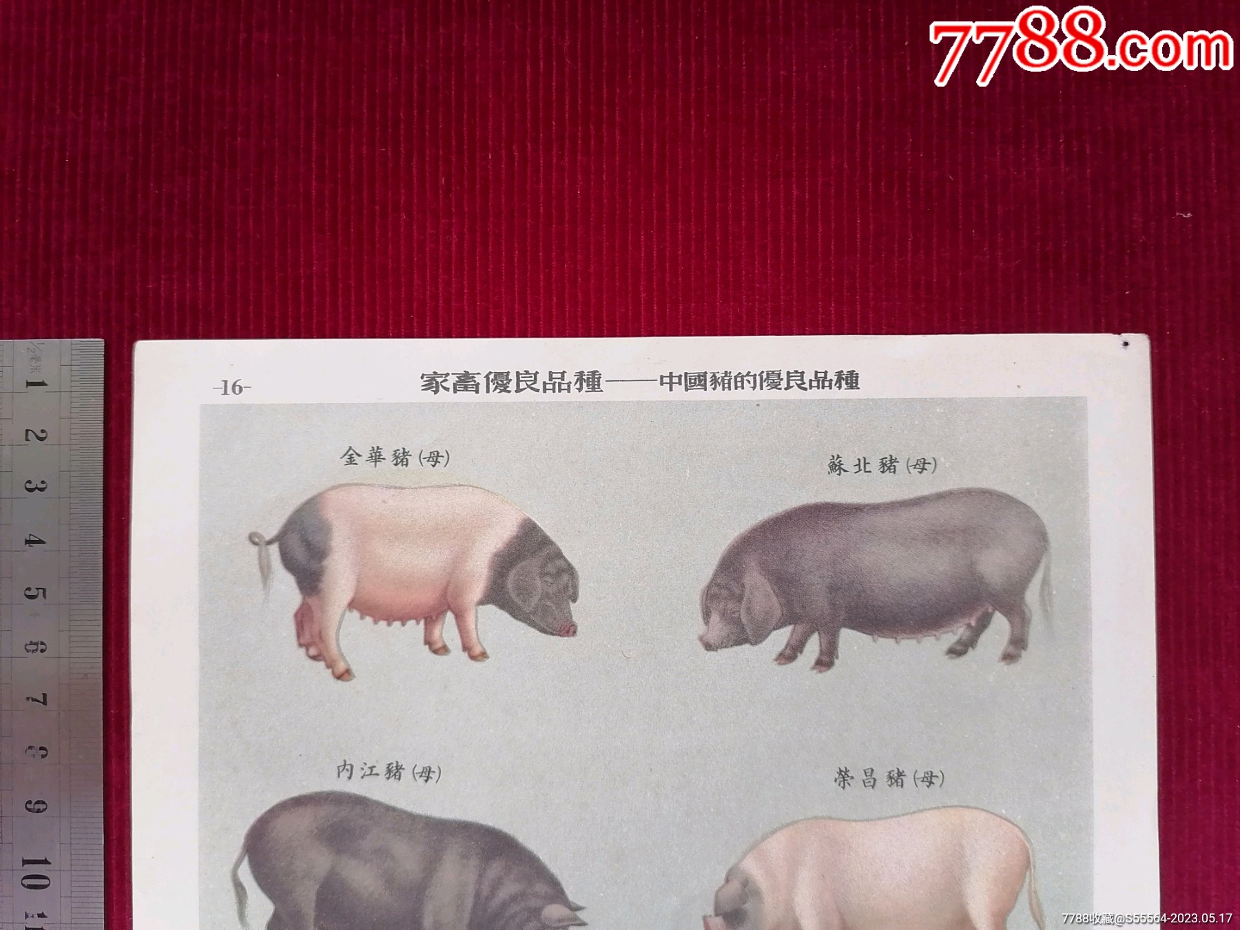 号好录猪一页澳，探索澳洲养猪业与数字营销的融合，澳洲养猪业与数字营销融合探索，一页澳记录号好录猪
