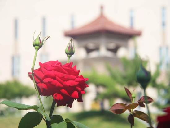 幸人息红转天，探索命运转折的奥秘与人生幸福之道，命运转折与幸福之道，探索息红转天的奥秘