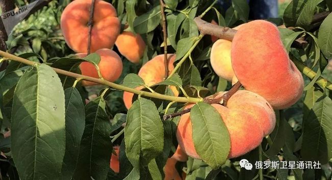 关于中果局么的深入解析，中果局么深度解析，洞悉背后的策略与影响