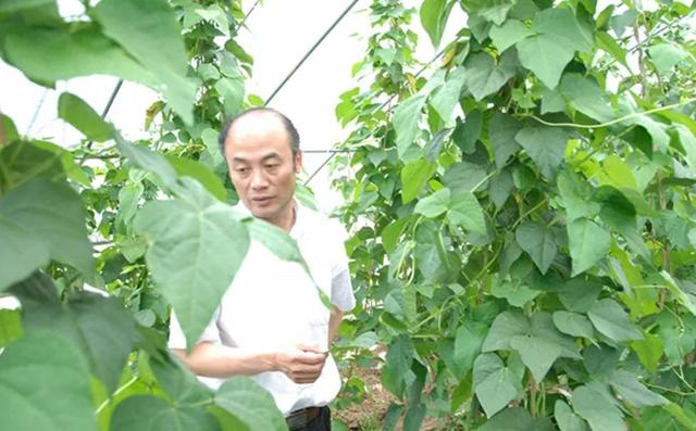 杨战防征现地摘，深度解析与探索，杨战防征现地摘深度解析与探索报告