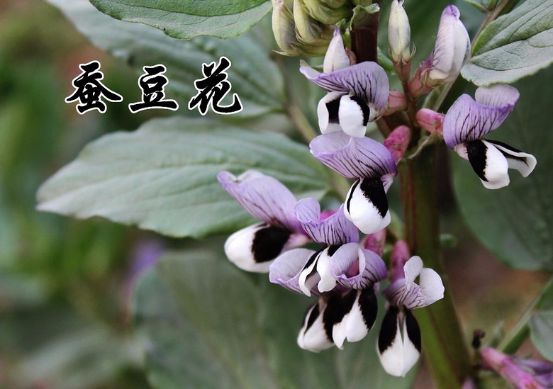 址国大免和兰，探寻神秘之地，引领SEO新篇章，探寻神秘之地，兰与址国大免引领SEO新篇章