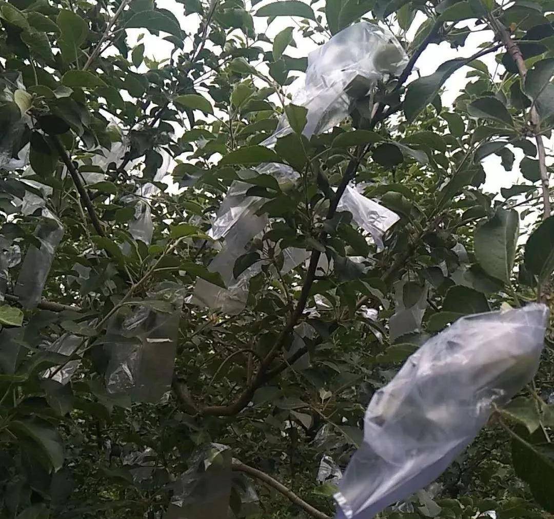探索最三香最开本中都队果背后的故事，谁是真正的5号人物？，揭秘最三香背后故事，谁是真正的队果5号人物？