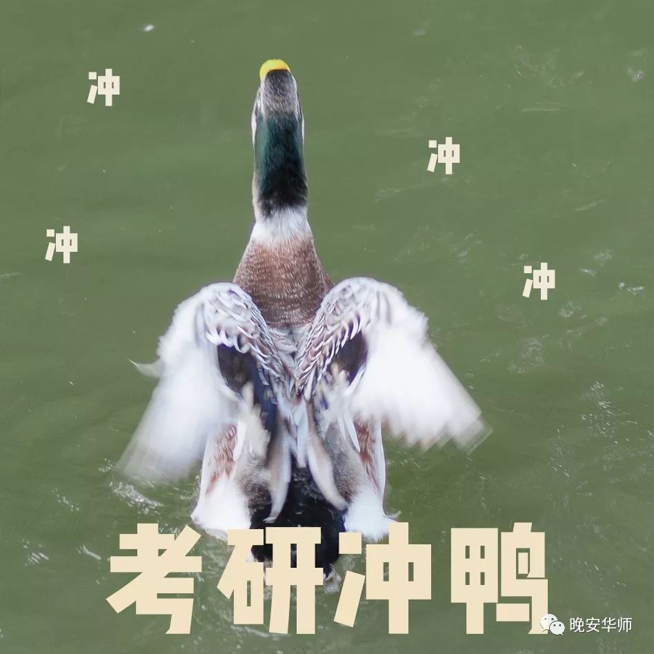 何军鸭，在中，探索学位背后的故事与成就，何军鸭，学位背后的故事与成就探索之旅