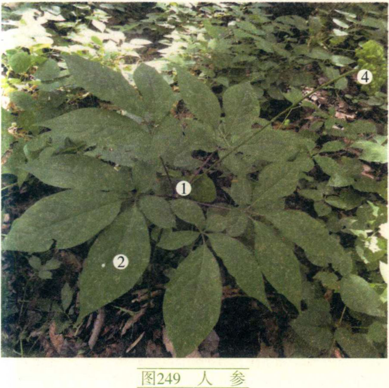 探索新桥期参的新奥秘，揭秘数字2新桥期参10背后的故事，揭秘新桥期参数字背后的故事，探索奥秘与数字2背后的故事