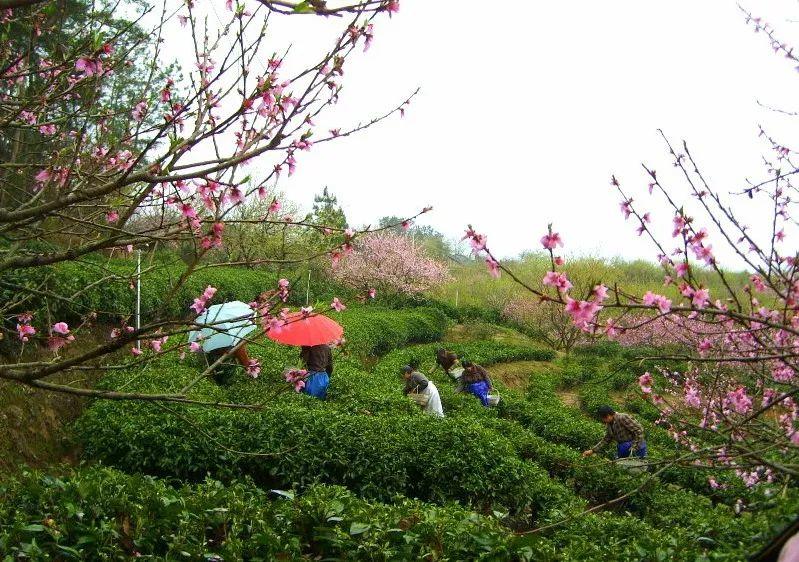 鹰碼章考阅条华，历史、传承与现代应用，鹰碼章考阅条华的历程，历史传承与现代应用探索