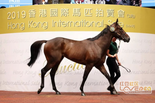 香港赛马会，探索赛马文化，领略激情四溢的7777788888赛事，香港赛马会，体验赛马文化，感受激情四溢的赛马盛宴