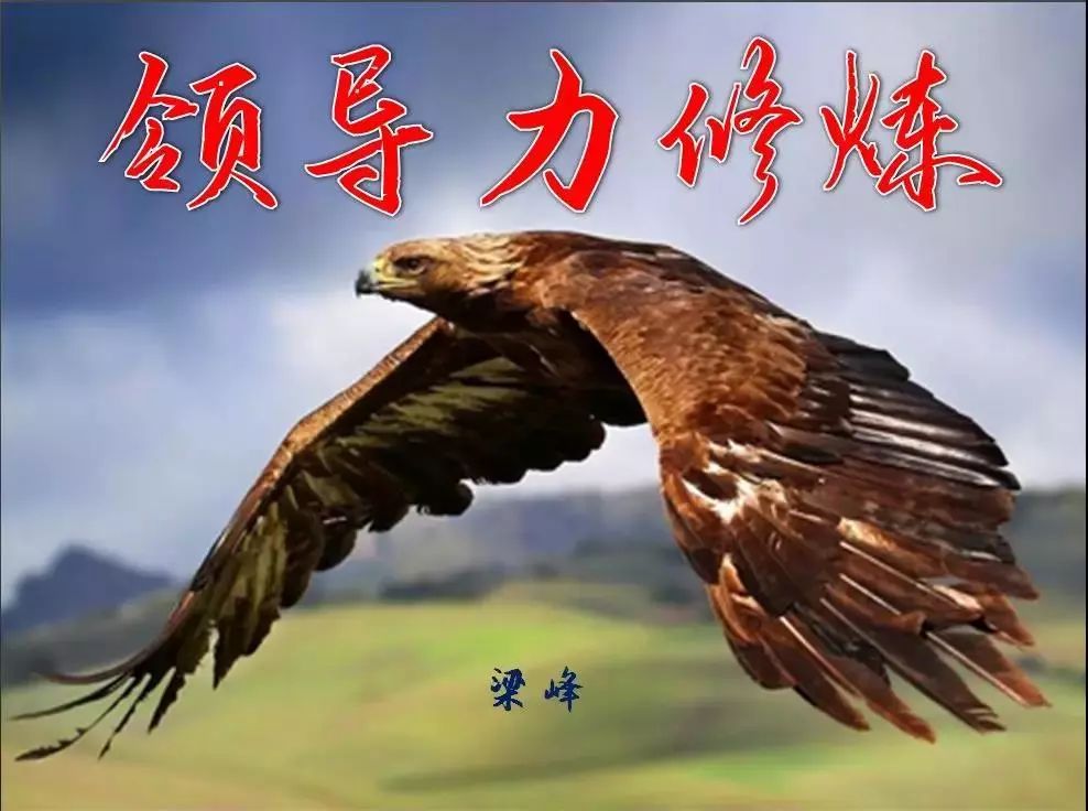 国纳哪鹰升查稿,探索与洞察,探索与洞察,国纳鹰升查稿揭秘