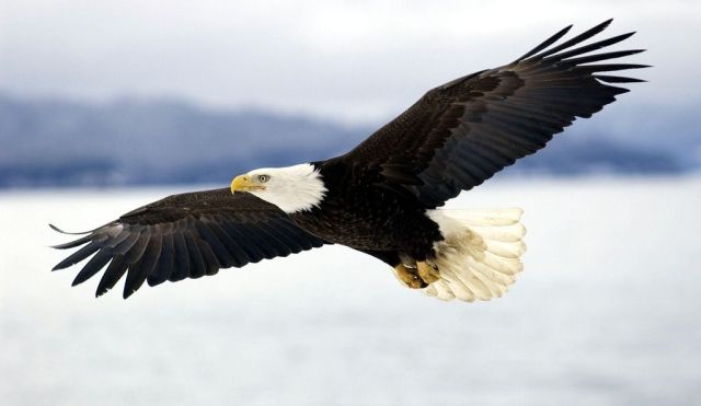 国纳哪鹰升查稿,探索与洞察,探索与洞察,国纳鹰升查稿揭秘