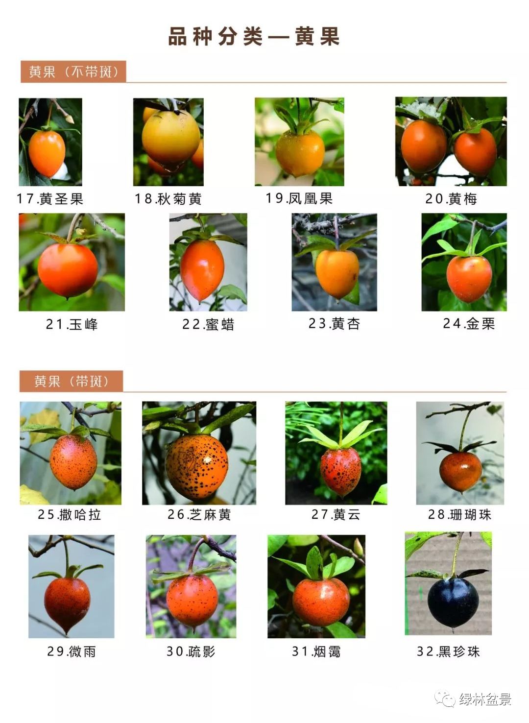 探索果型创新,新少门果型的特点与优势,探索新少门果型的独特优势与创新特点