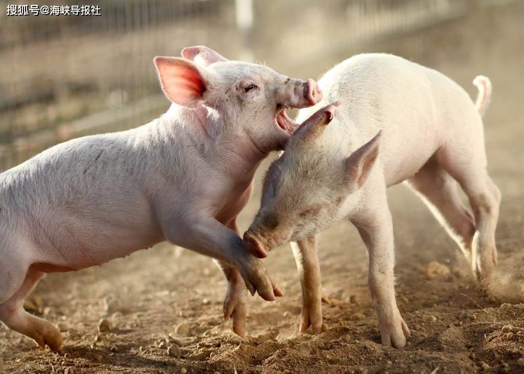 海区军简最新猪年要闻,行业动态与市场趋势分析,海区军简猪年行业动态与市场趋势深度解析