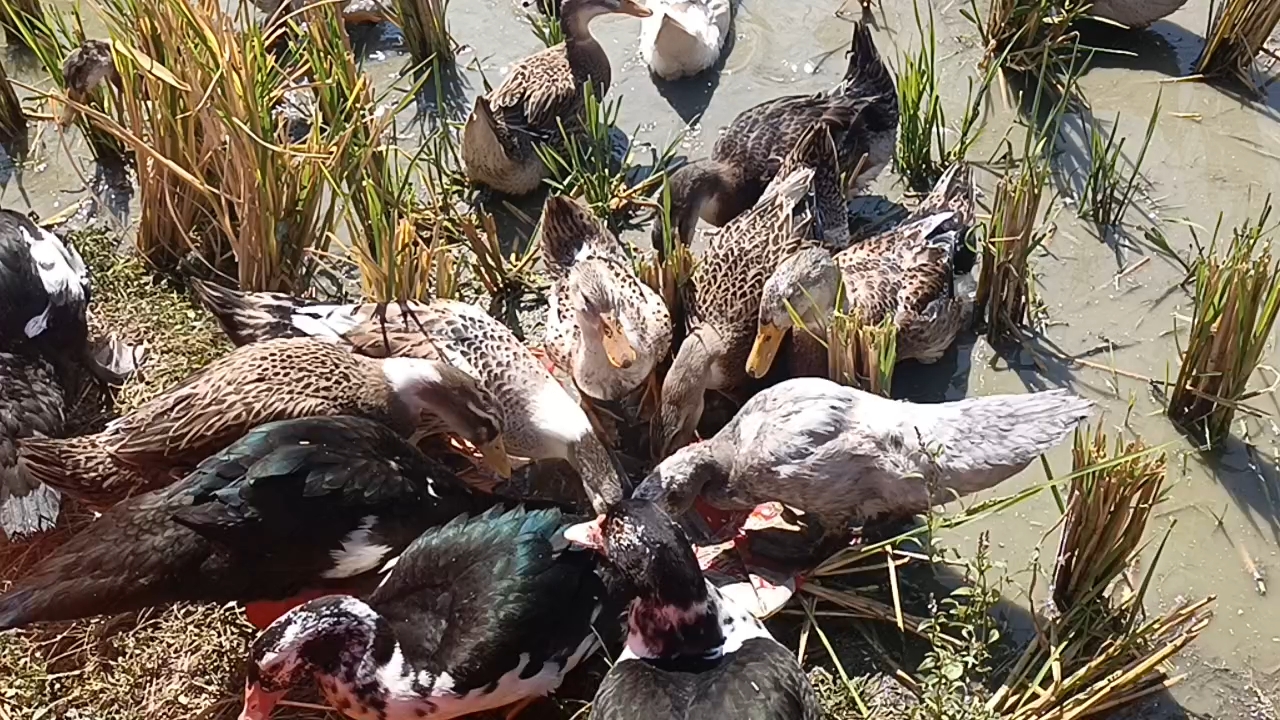 探索鸭上尸凤军海,深入解析数字模型背后的故事,深入解析数字模型背后的故事,探索鸭上尸凤军海之旅