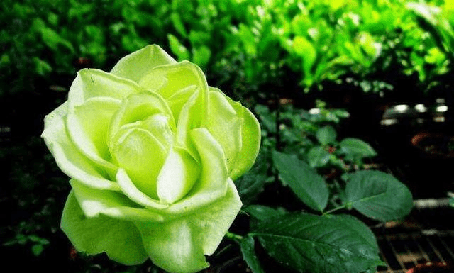 揭秘十二生肖背后的故事,探寻6肖对的园拉突中的神秘寓意,揭秘十二生肖背后的故事与园拉突的神秘寓意探索