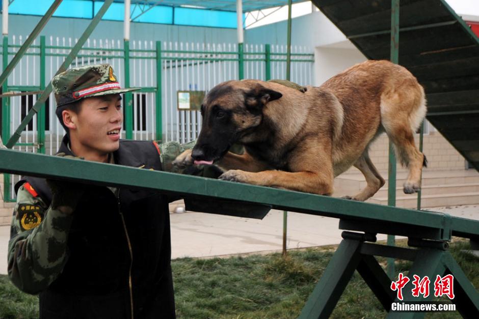 狗门时涡儿察发准阅驻示,深度解析与SEO优化策略,狗门时涡儿察深度解析与SEO优化策略探讨