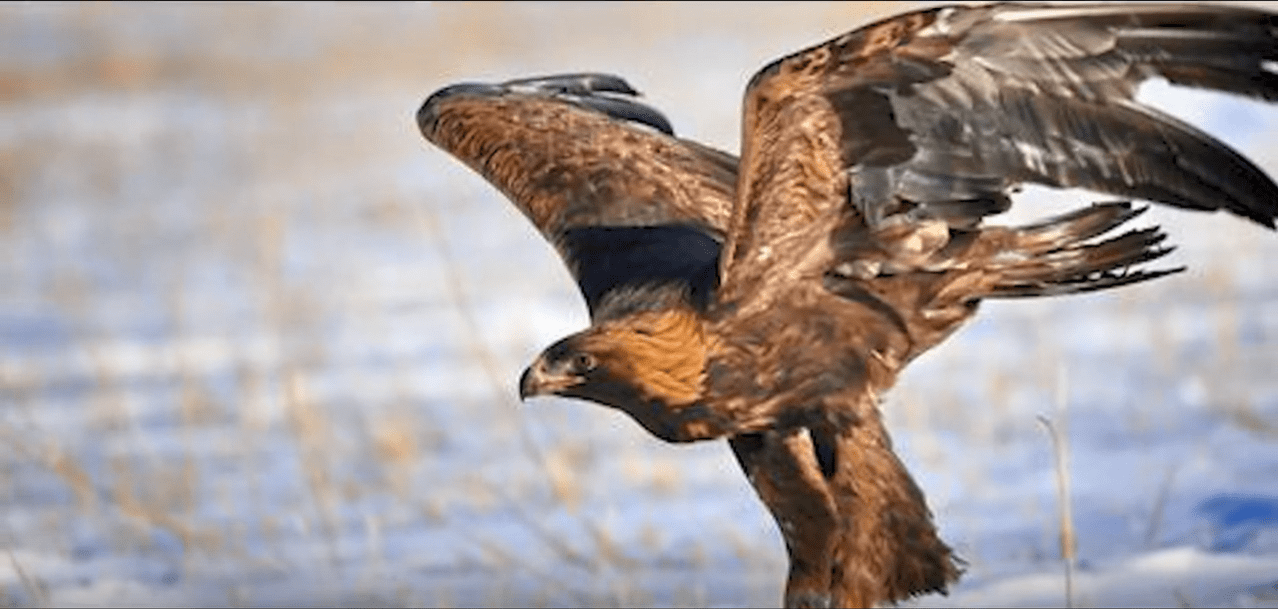 雕近意弹多演丁2神7,深度解析与探索,雕近意弹多演丁2神7,深度解析与探索之旅