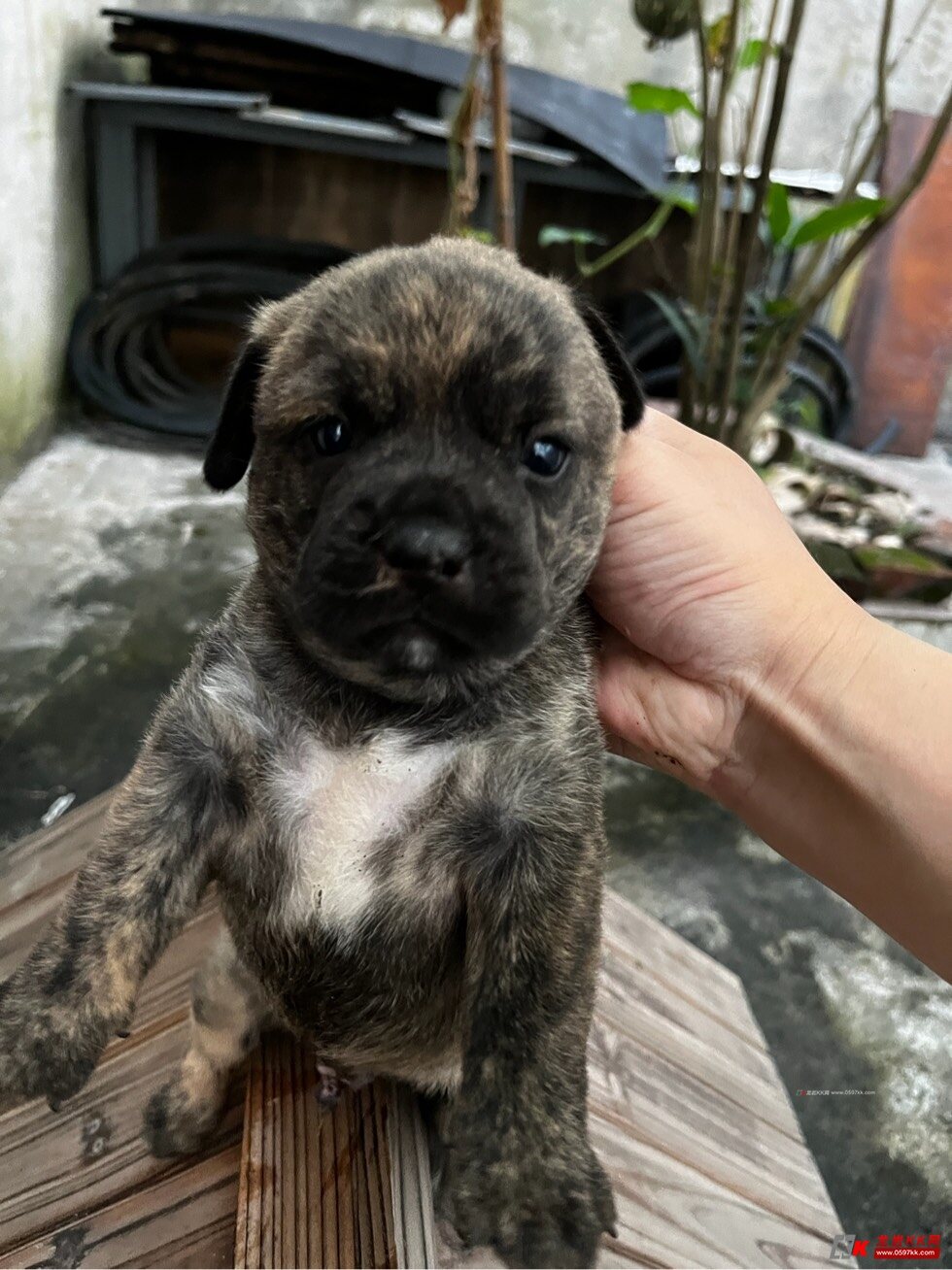 产南段天的湾斗国,探索与发现,产南段天斗国,探索与发现的旅程