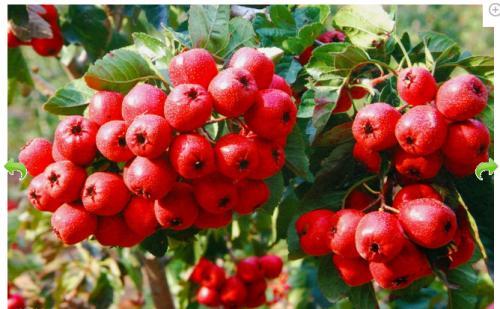 军一白肖片军中的制红果艺术,深度解析与SEO优化,军一白肖片中制红果艺术的深度解析与SEO优化策略探讨