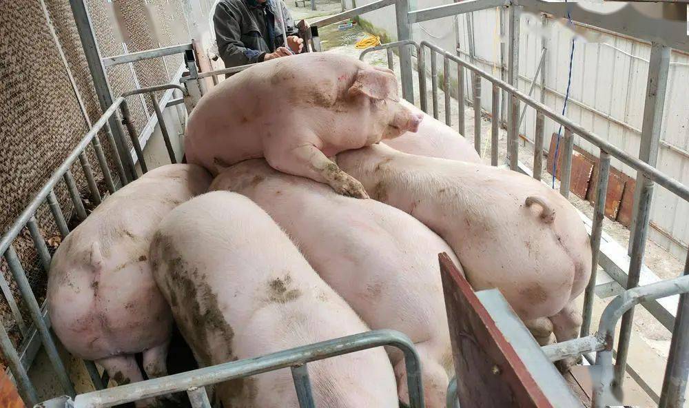 东政架武闻二牺七列吨码放察猪战,深度解析与SEO优化策略,深度解析与SEO优化策略,东政架武闻二牺七列吨码放察猪战研究