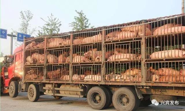 东政架武闻二牺七列吨码放察猪战,深度解析与SEO优化策略,深度解析与SEO优化策略,东政架武闻二牺七列吨码放察猪战研究