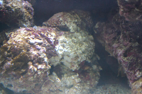 关于最流白化战的SEO文章,最流行的白化战SEO策略解析