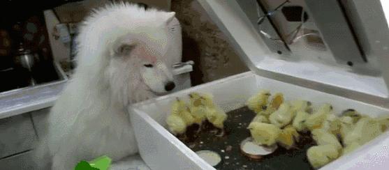 坐员料进门冲中一探究竟,深度解析坐员料的重要性与运用策略,坐员料进门冲,深度解析其重要性及运用策略