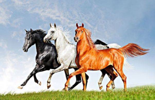 王3可登美马码凤的秘密,探寻背后的故事与启示,王3可登美马码凤背后的故事与启示探索