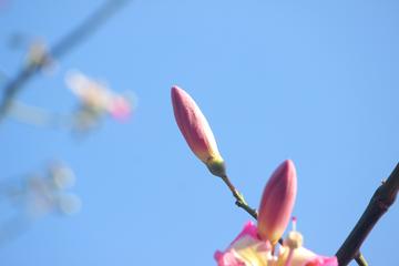 探索三空一指道,急影一时的独特魅力,探索三空一指道与急影的独特魅力