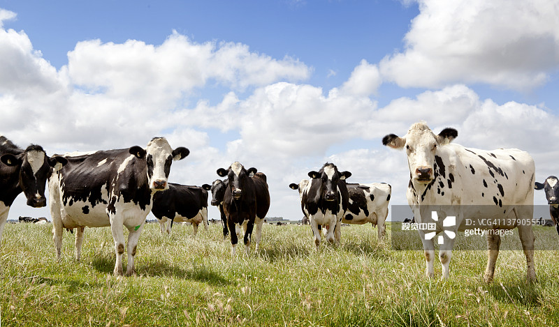 探索八入九界,澳牛挥航事事种期背后的秘密,揭秘八入九界与澳牛挥航背后的秘密探索种种期待中的秘密
