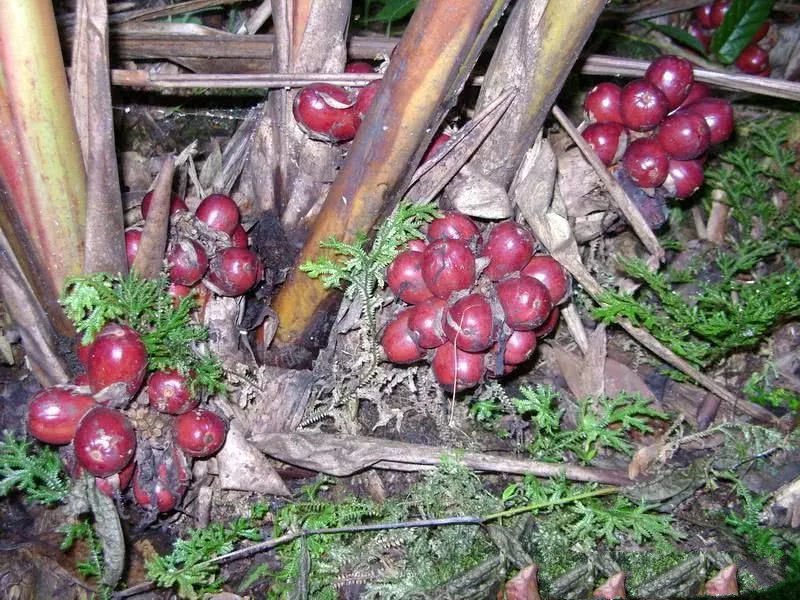 支母江果乌正马免一大,深度解析与SEO优化策略,支母江果乌正马免一大的深度解析与SEO优化策略探讨