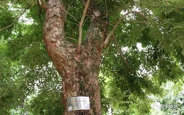 最的木期,探寻木材行业的未来趋势与发展前景,探寻木材行业未来趋势与发展前景,展望木材期的新时代