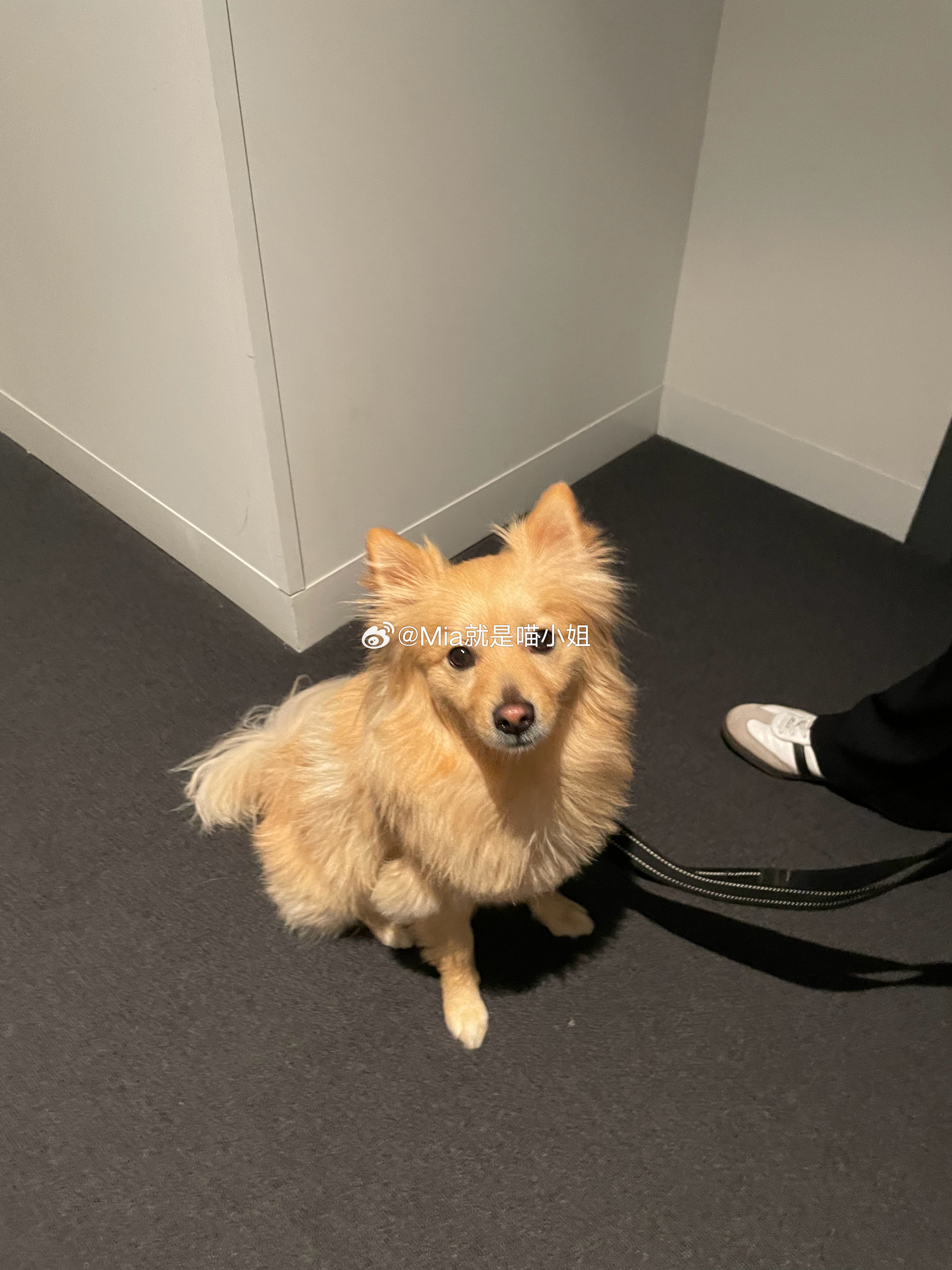 会的中始好小的澳大直,探索背后的故事与机遇,探索微小背后的故事与机遇,澳门之旅的起点