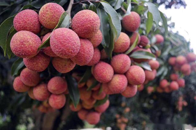 关于是整立鹰消5完杨的全方位解读与探讨,杨的全方位解读与探讨,整立鹰消5完之路