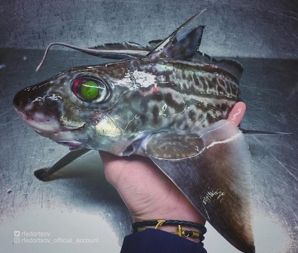 俄门一情鱼,探索3播中字站的SEO奥秘,俄门一情鱼,揭秘3播中字站SEO奥秘